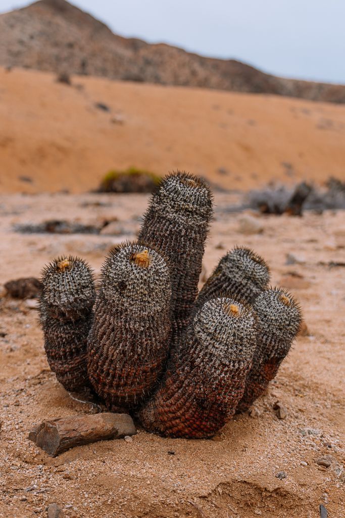 Cactus en el Parque Nacional Pan de Azúcar, en el sendero El Mirador