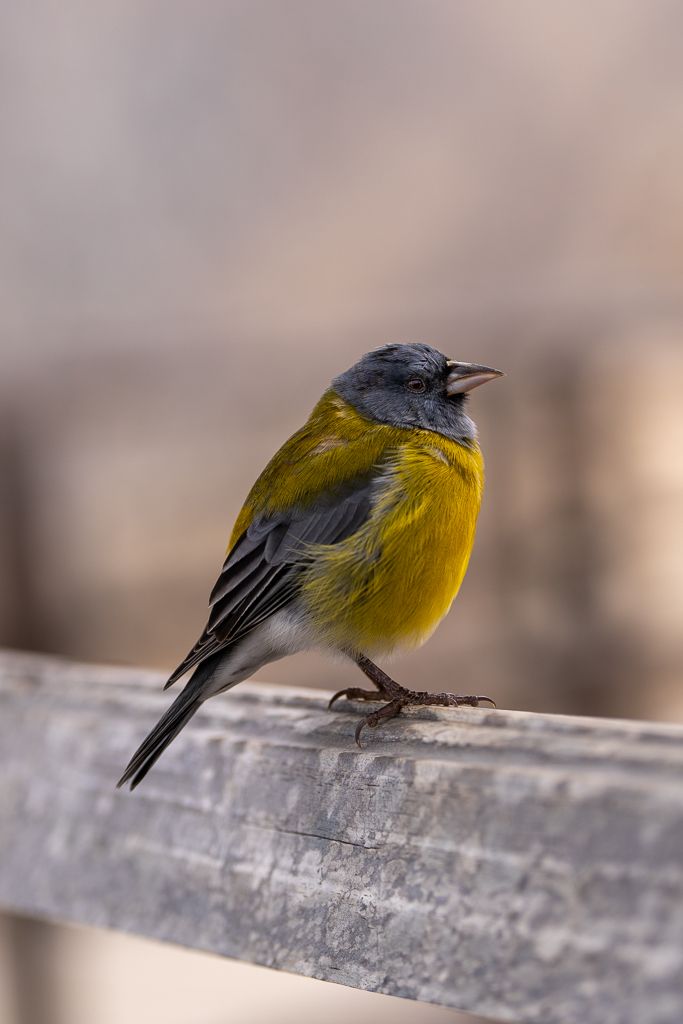 Observación de aves en el Parque Nacional Pan de Azúcar, Chile