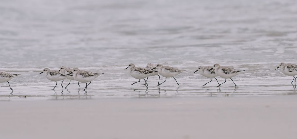 Observación de aves en el Parque Nacional Pan de Azúcar, Chile