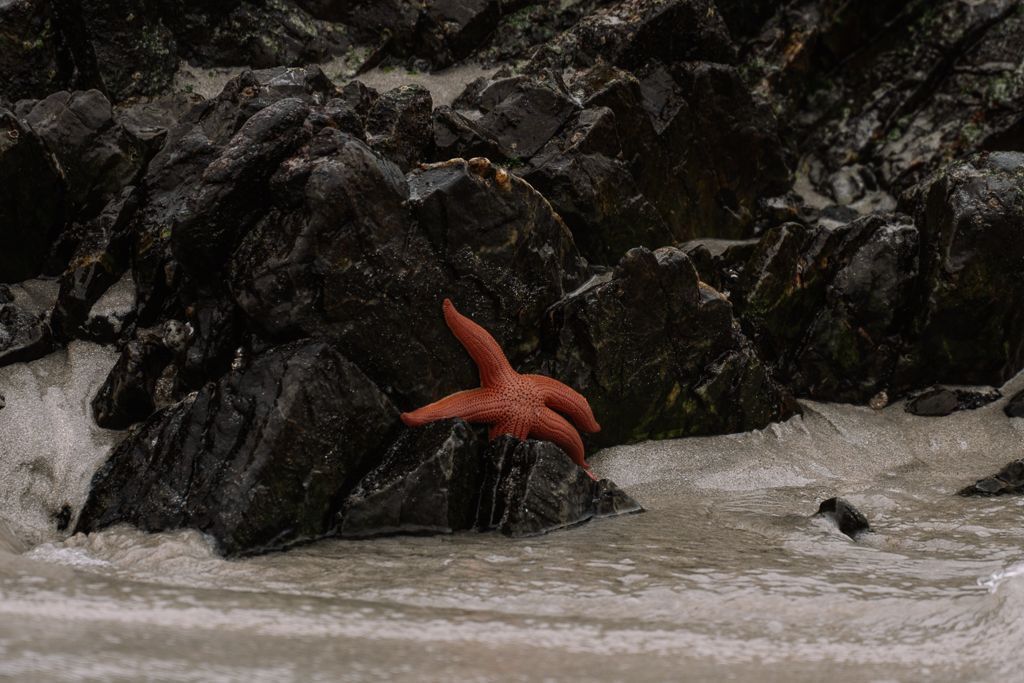 Observación de aves en el Parque Nacional Pan de Azúcar, Chile