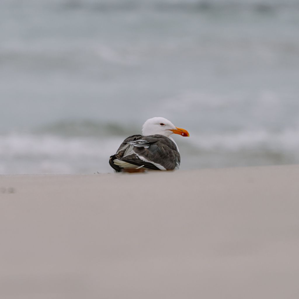 Observación de aves en el Parque Nacional Pan de Azúcar, Chile