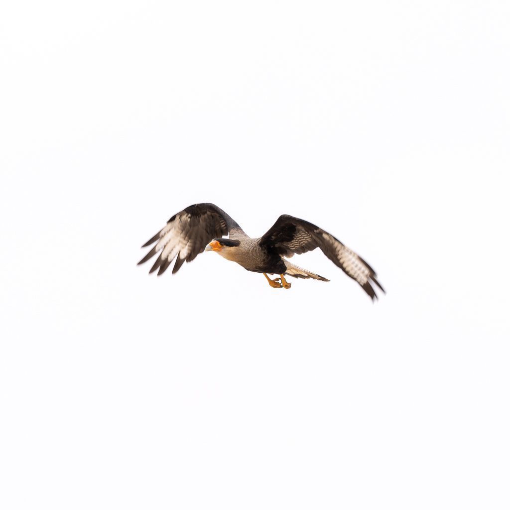 Observación de aves en el Parque Nacional Pan de Azúcar, Chile