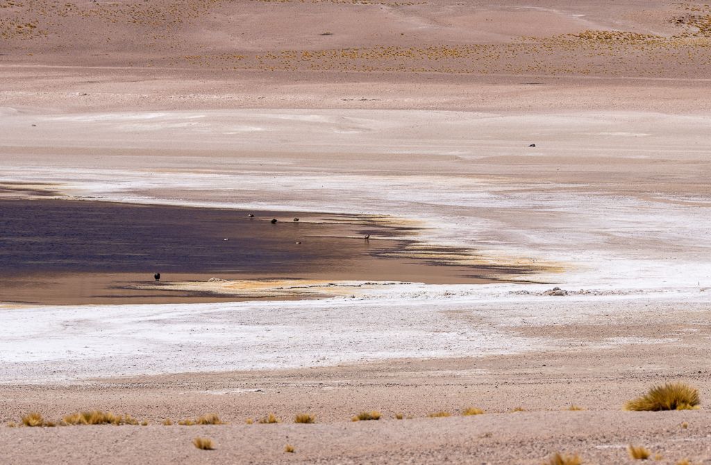 Lagunas Altiplánicas, Chile