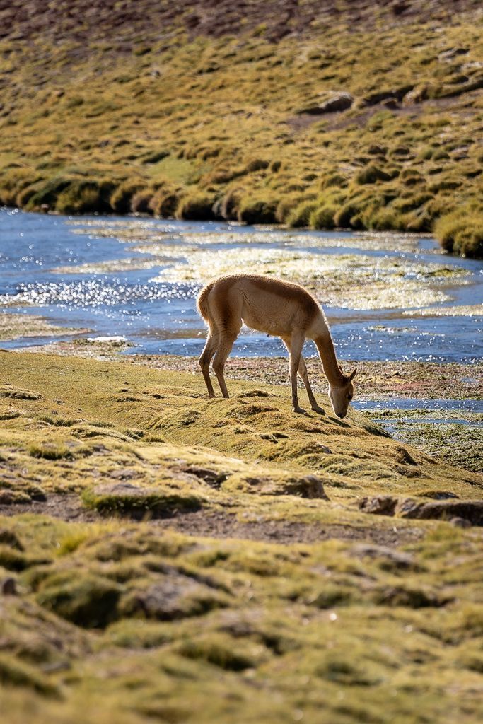 Vicuña en Bofedal Putana
