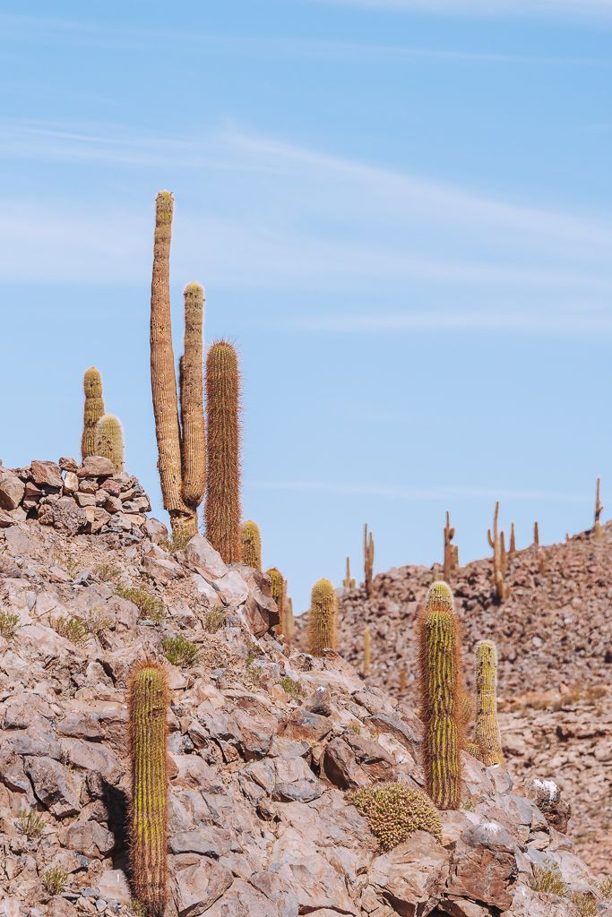 Valle de los Cactus