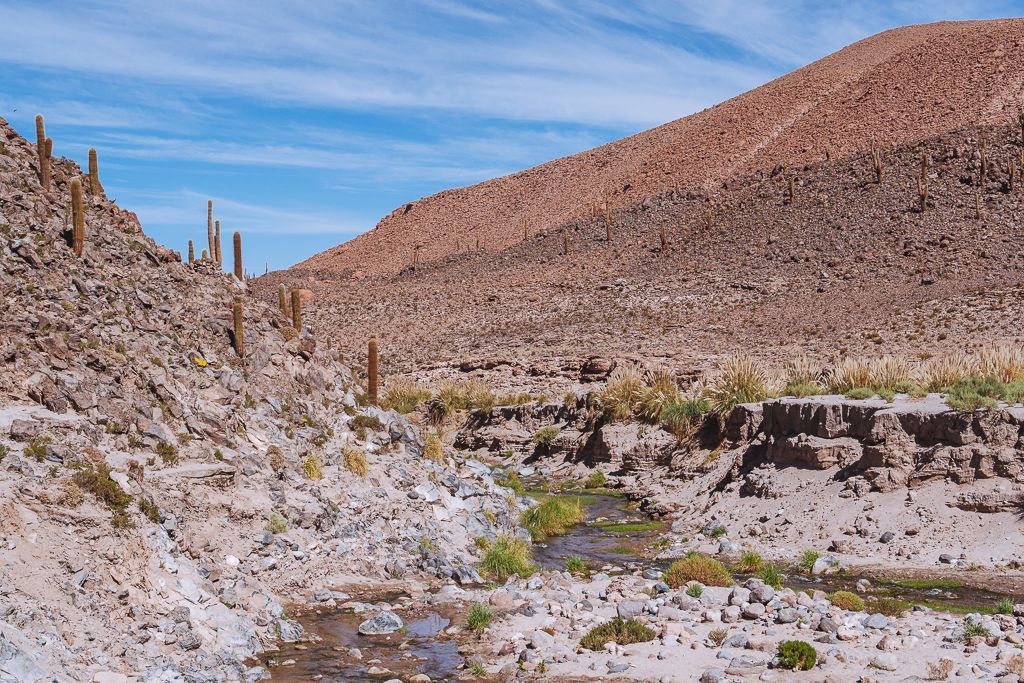Valle de los Cactus