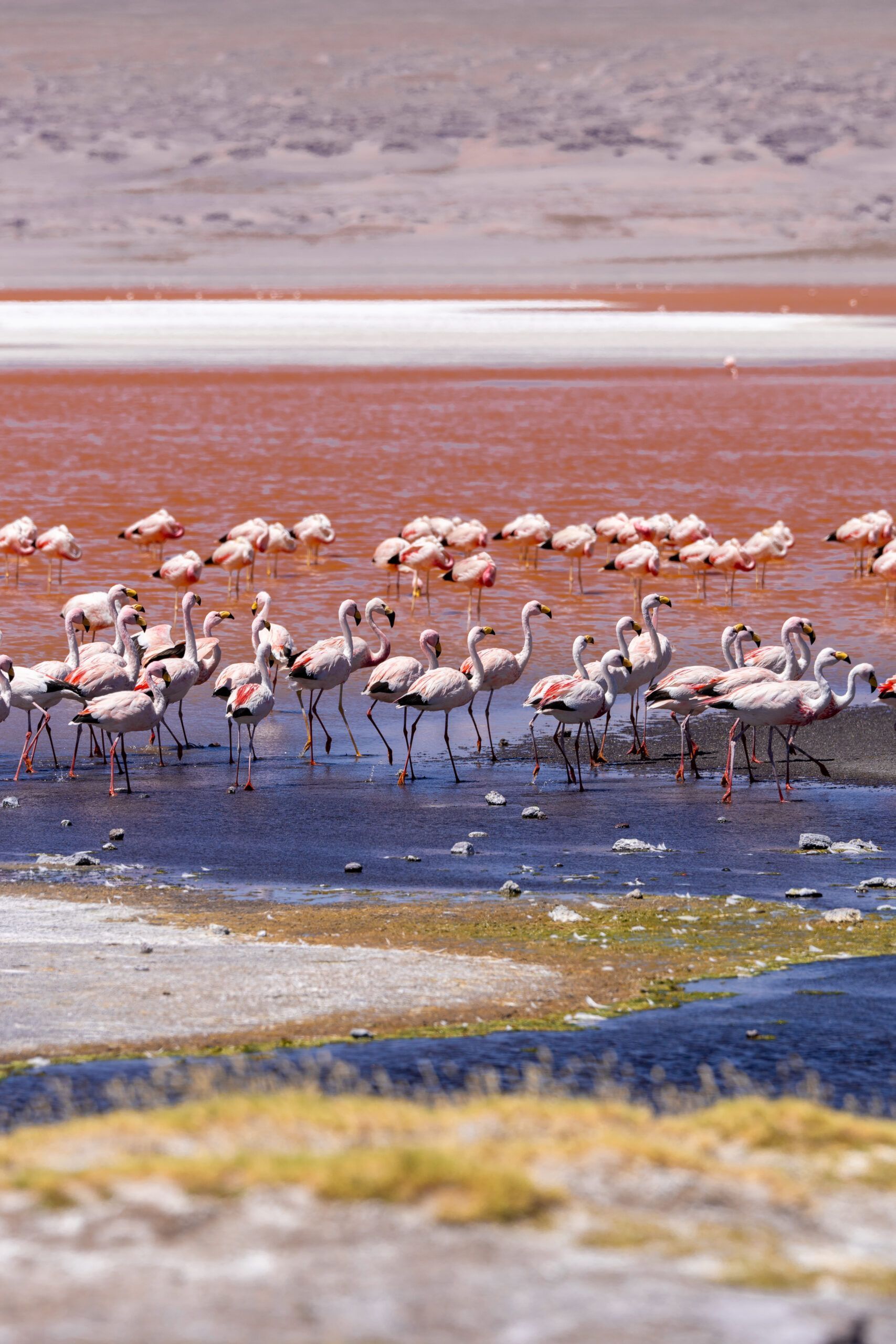 Flamencos en la Laguna Colorada en Bolivia