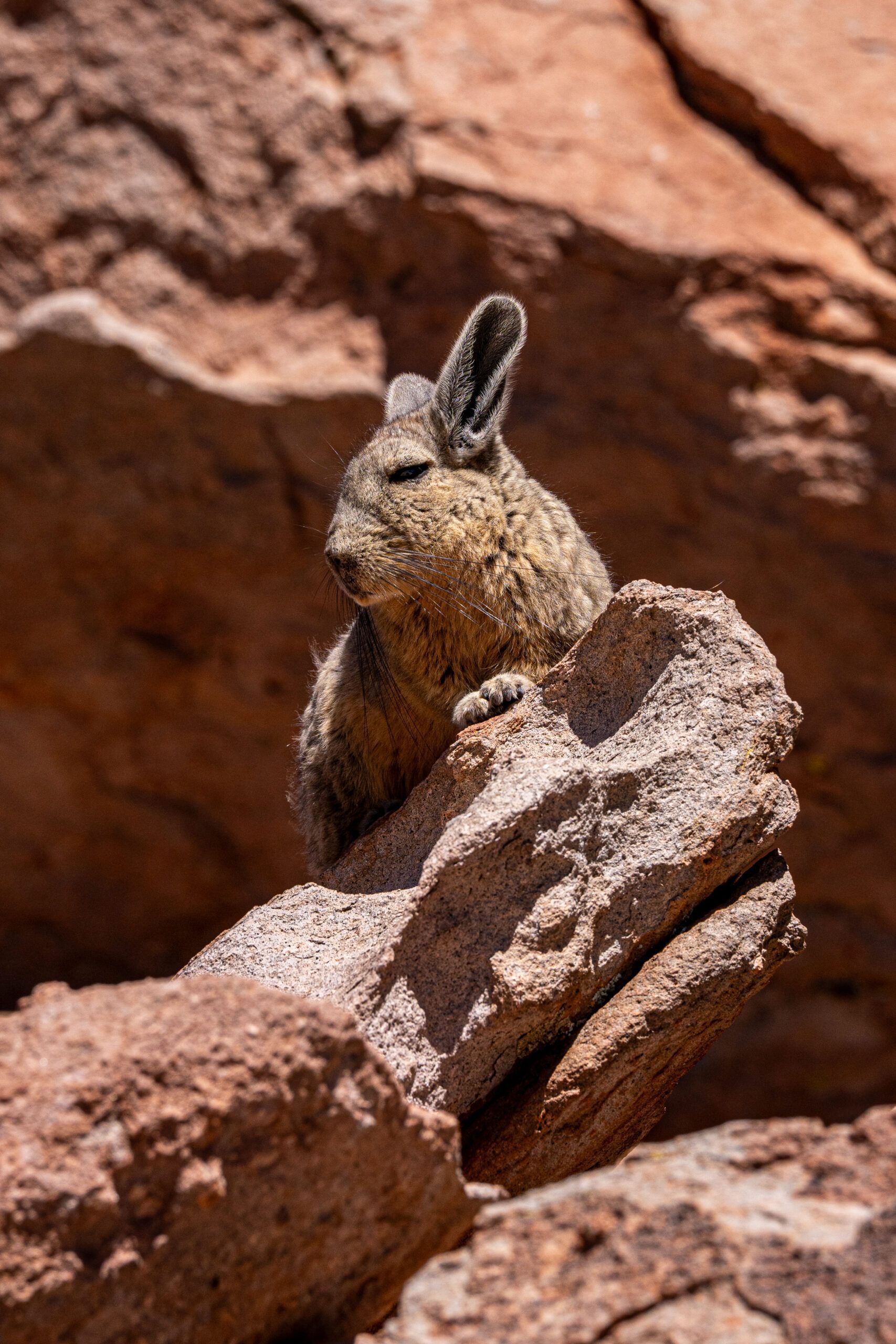 Vizcacha en Bolivia
