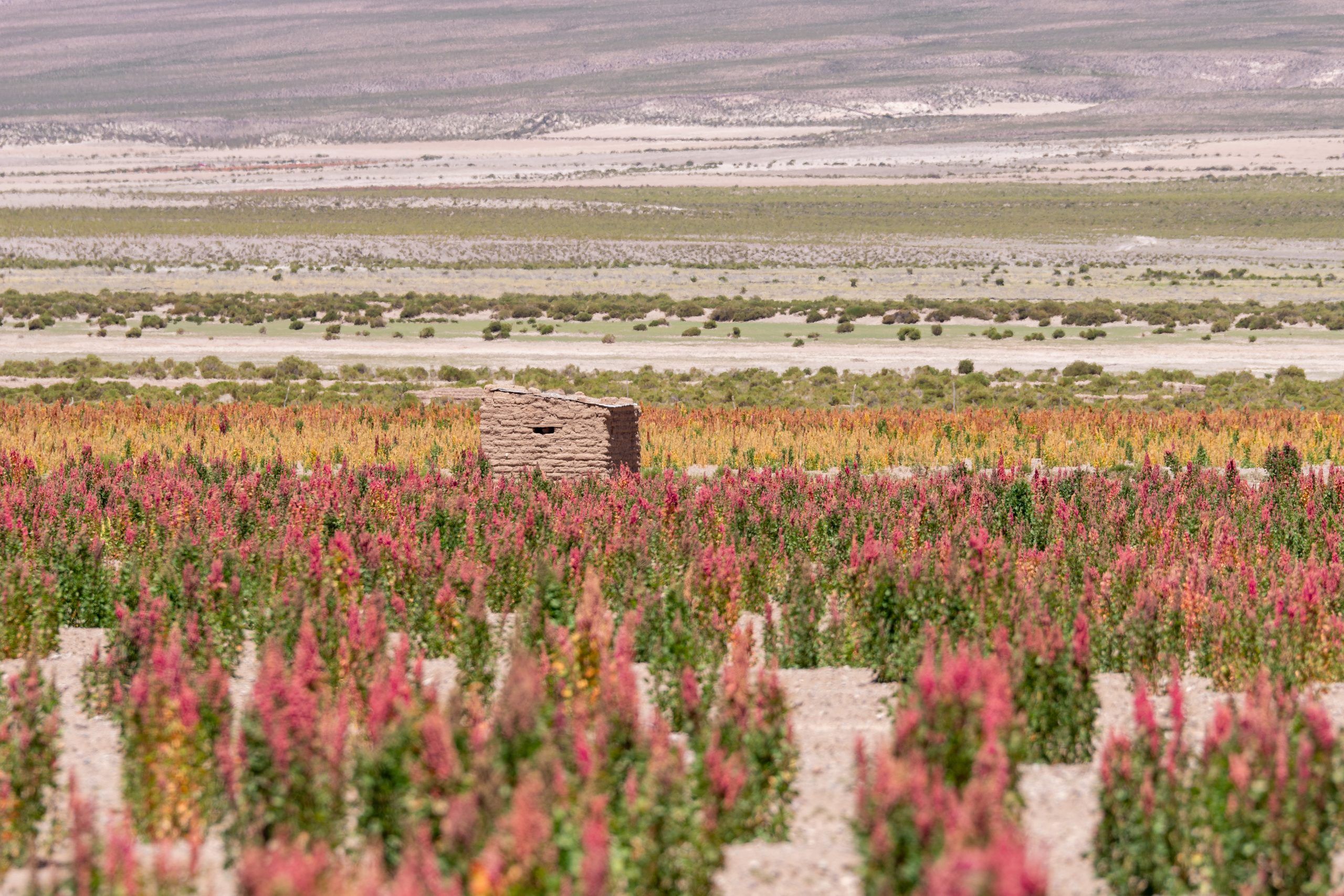 Campos de quinoa en Bolivia