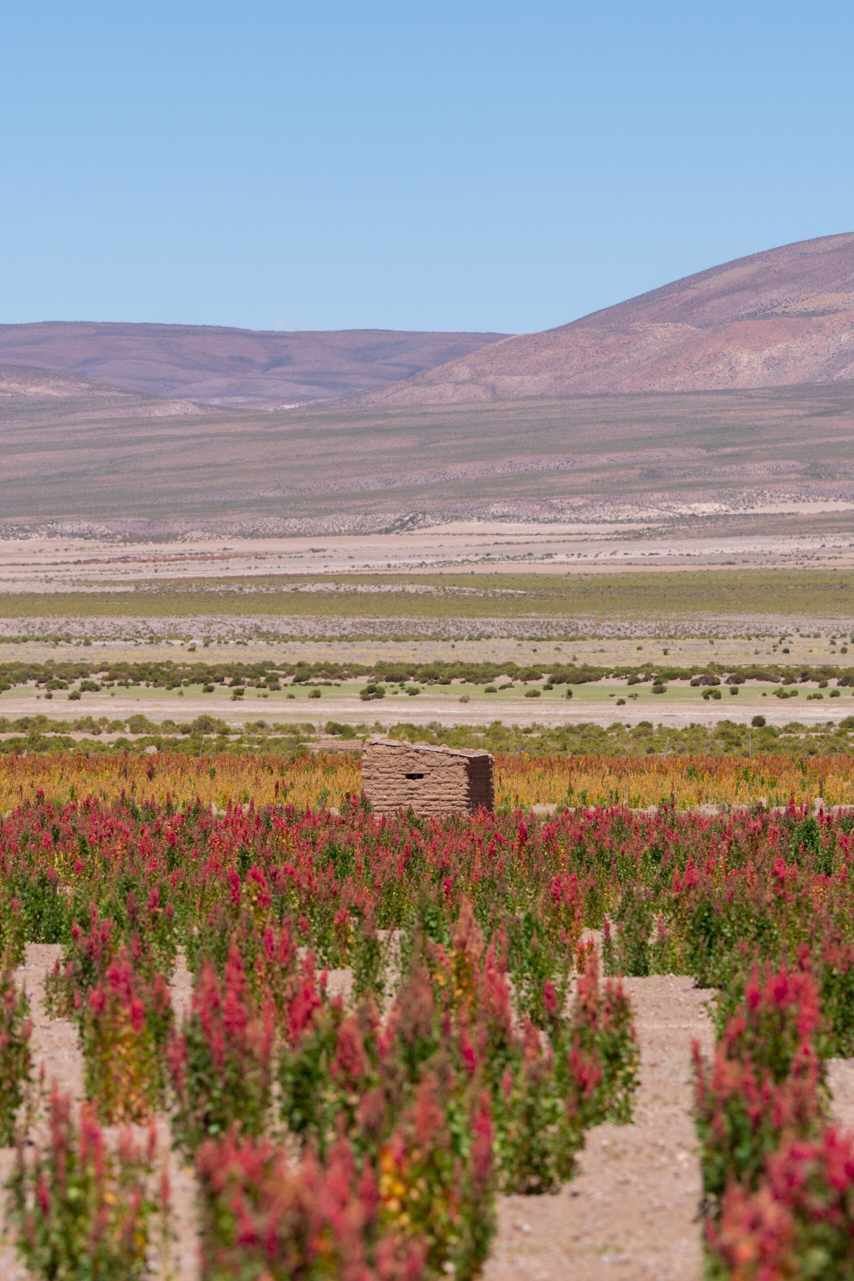 Campos de quinoa en Bolivia