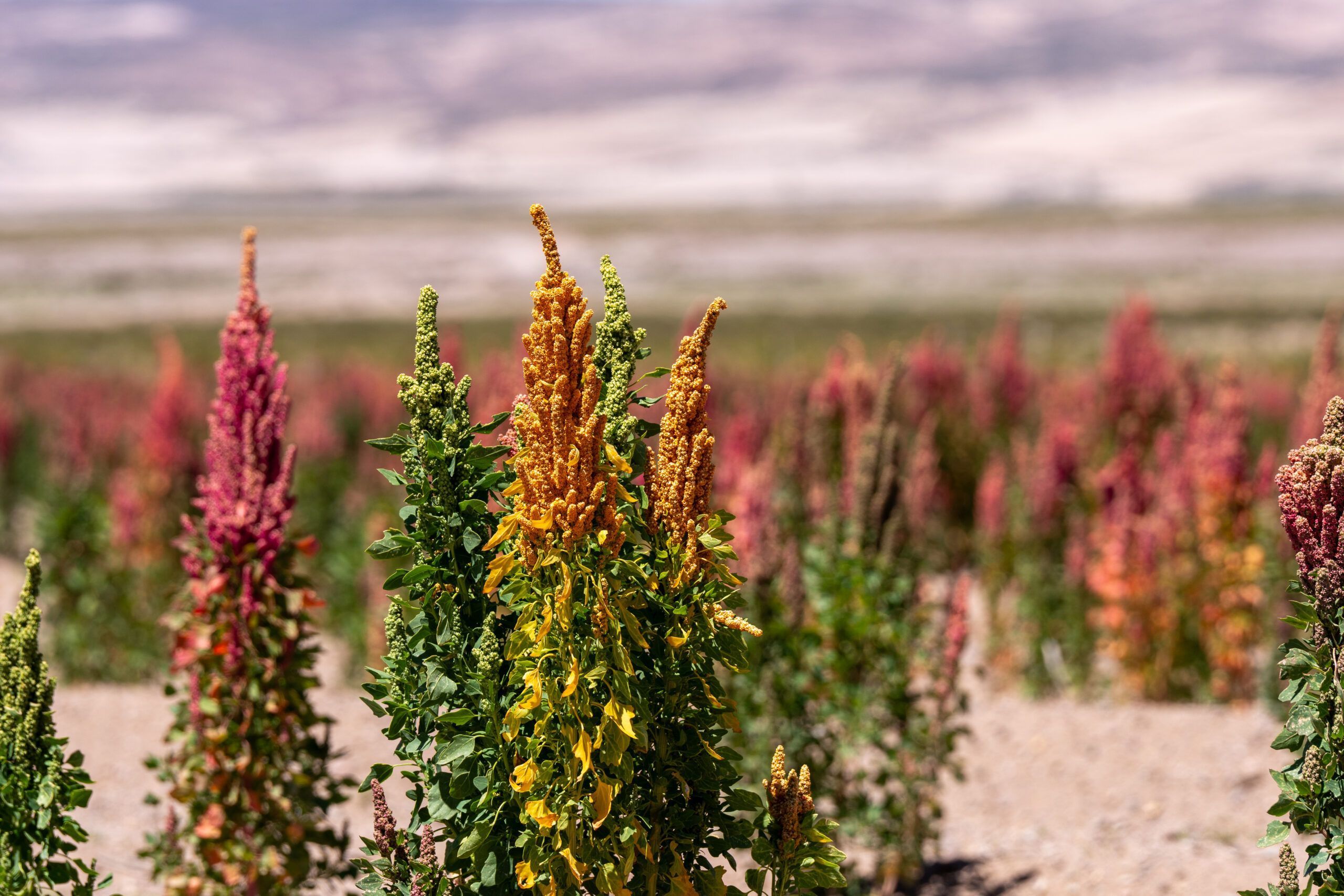 Campos de quinoa en Bolivia