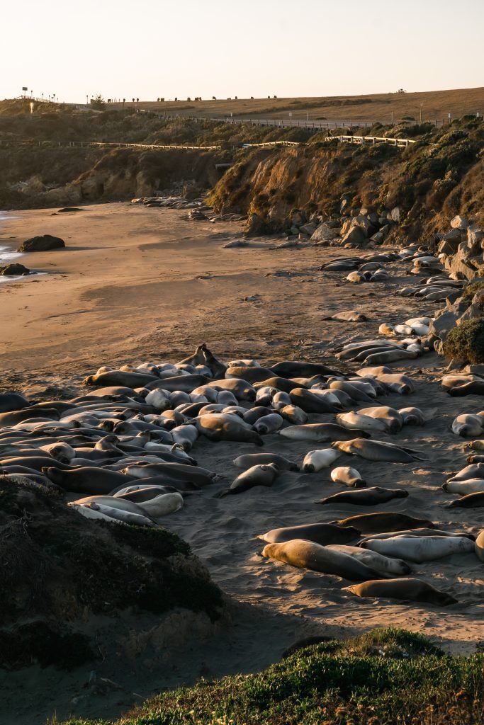 Colonia de elefantes marinos en Piedras Blancas