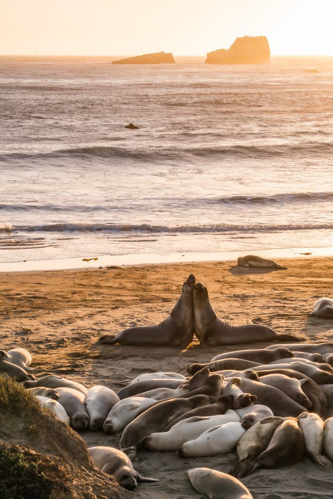 Colonia de elefantes marinos en Piedras Blancas