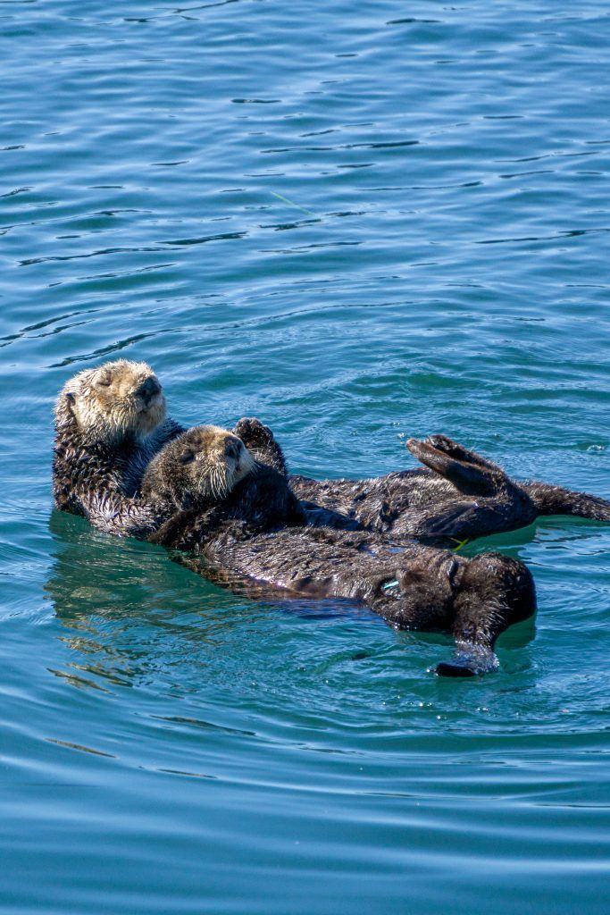 Nutria nadando en las aguas de Morro Bay