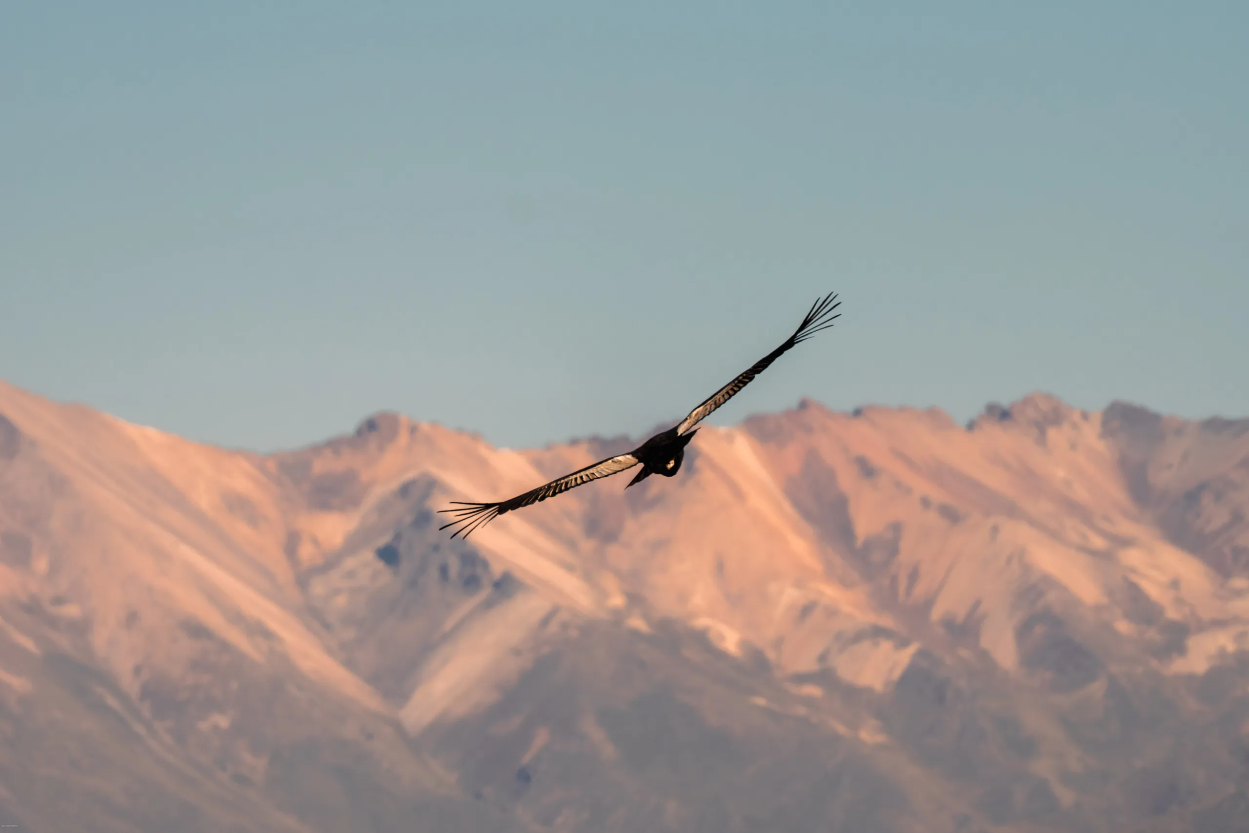 Canón del Colca, Perú