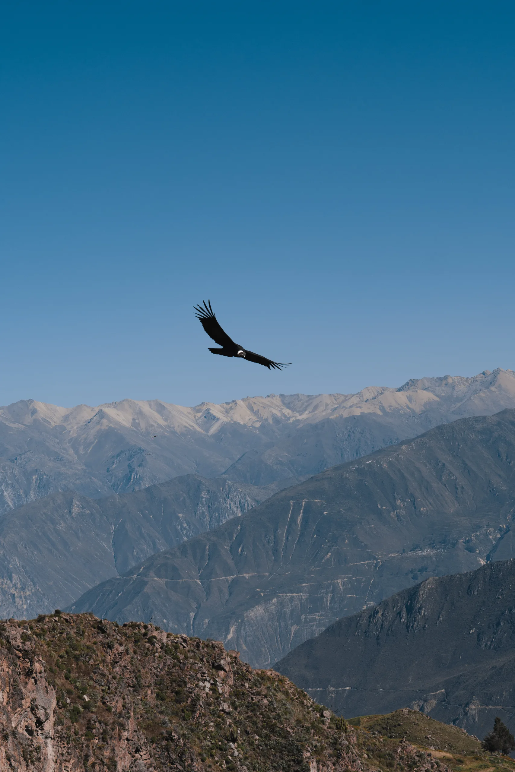 Cóndor sobrevolando el Cañón del Colca, Perú