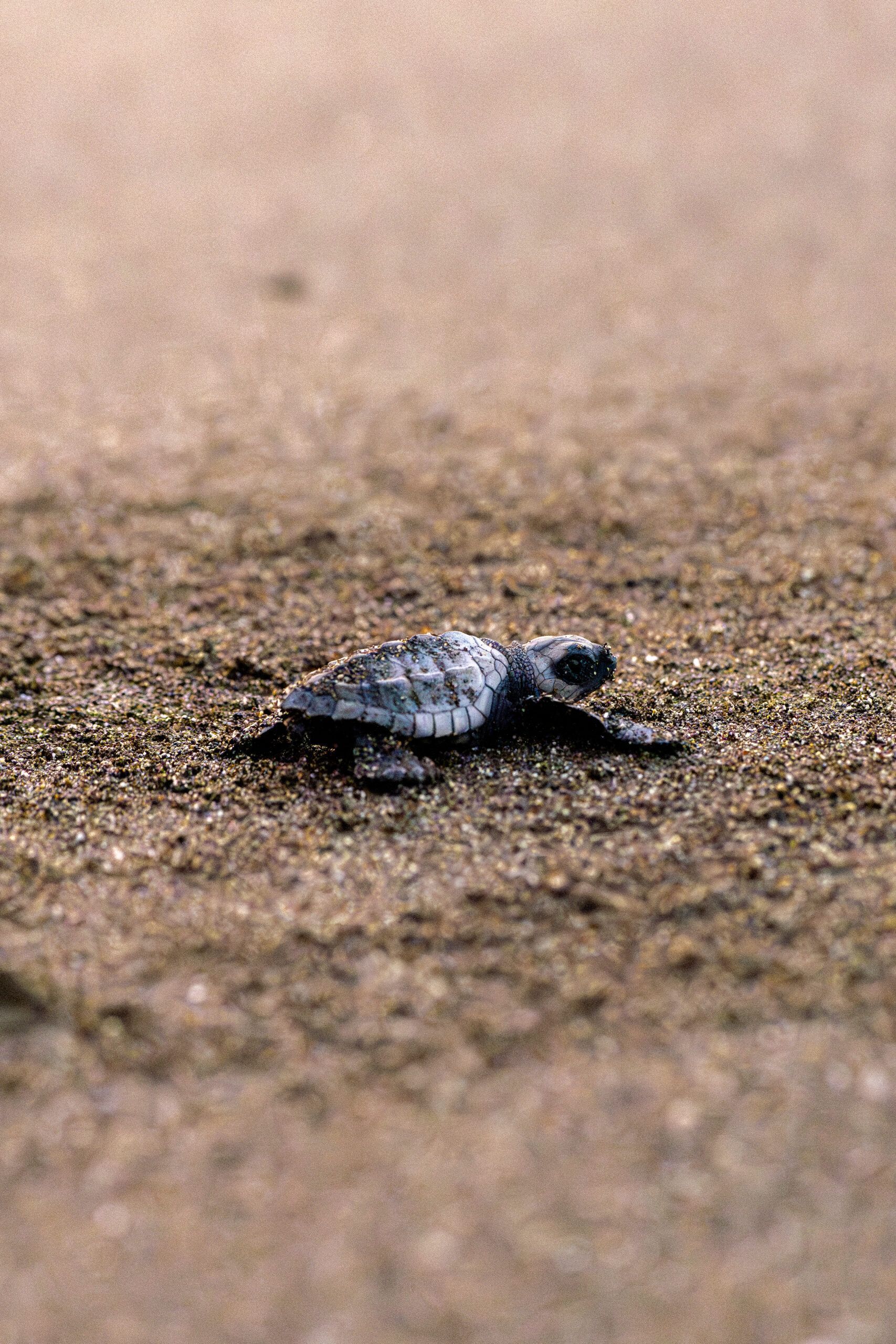 Liberación de tortugas marinas en Playa Mata Oscura, Veraguas, Panamá