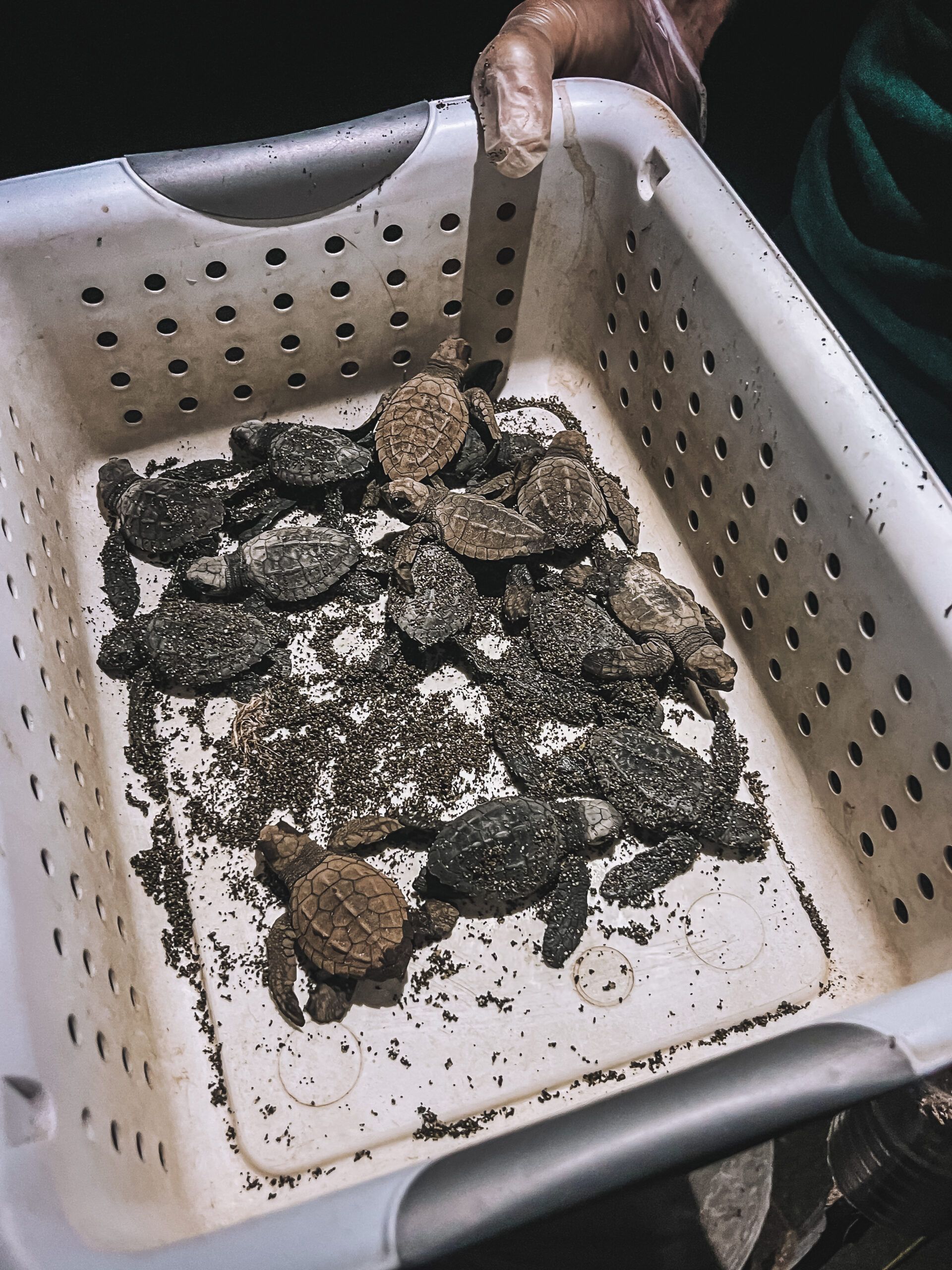 Cesta de tortugas para liberar en Playa Mata Oscura, Veraguas, Panamá