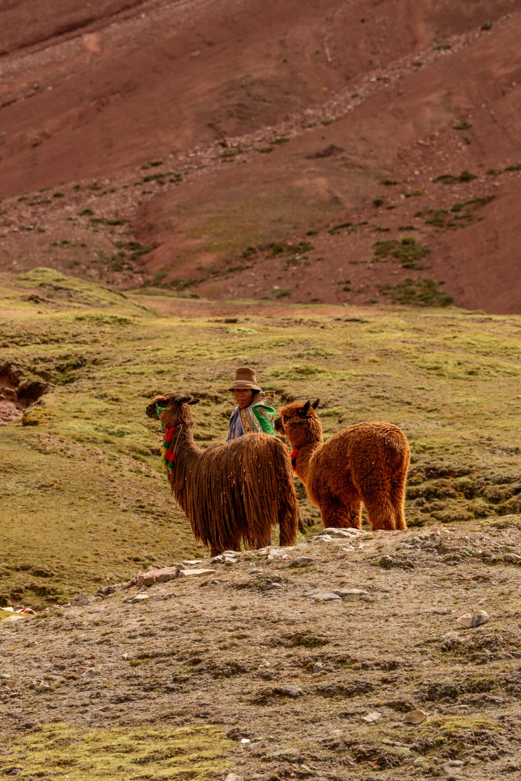 Palcoyo